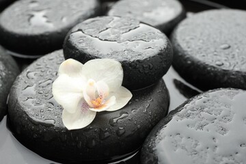 Spa stones and flower in water, closeup