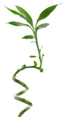 Beautiful decorative bamboo plant isolated on white