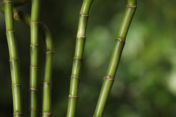 Green bamboo stems on blurred background, closeup