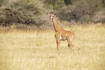 The giraffe is an African artiodactyl mammal, the tallest living terrestrial animal and the largest...