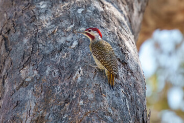 Bennett's woodpecker in Moremi game reserve Africa ; Specie Campethera bennettii family of picidae, Botswana
