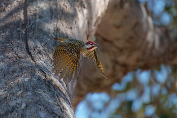 Bennett's woodpecker in Moremi game reserve Africa   Specie Campethera bennettii family of picidae, Botswana  © Miroslav Srb