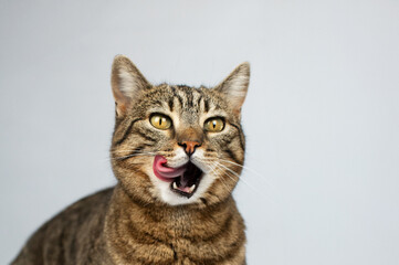 tabby cat funny face, photo shoot in studio on white background
