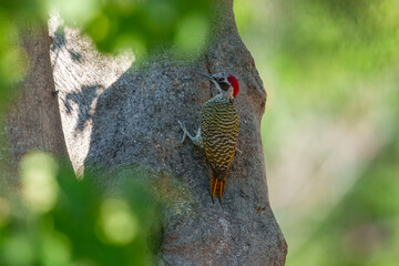 Bennett's woodpecker in Moremi game reserve Africa ; Specie Campethera bennettii family of picidae, Botswana
