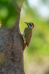 Bennett's woodpecker in Moremi game reserve Africa ; Specie Campethera bennettii family of picidae, Botswana
