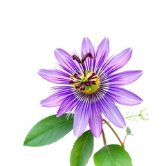 Obraz premium A vibrant, isolated violet passion flower against a stark white background, isolated flower, design, spring