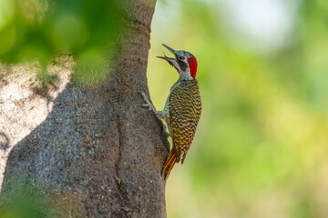 Bennett's woodpecker in Moremi game reserve Africa ; Specie Campethera bennettii family of picidae, Botswana
