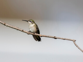 hummingbird on branch
