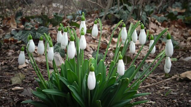 The wind is swaing the snowdrops (Gal&aacute;nthus niv&aacute;lis )