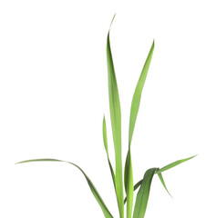 Blades of green grass isolated on white