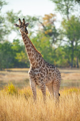 The giraffe is an African artiodactyl mammal, the tallest living terrestrial animal and the largest ruminant. Botswana, Moremi reserve