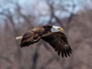 american bald eagle in flight