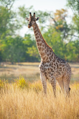 The giraffe is an African artiodactyl mammal, the tallest living terrestrial animal and the largest ruminant. Botswana, Moremi reserve