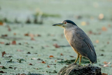 black crowned night heron