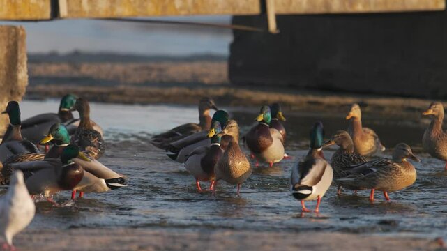 A large group of mallard ducks gathers near the shore, splashing in the shallow water. The golden sunlight highlights their vibrant feathers as they move and interact in a busy winter scene.