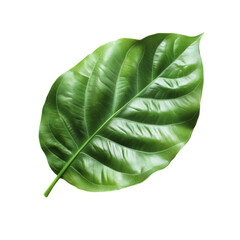 Obraz premium Vibrant Green Leaf Detailed Texture Nature Botany