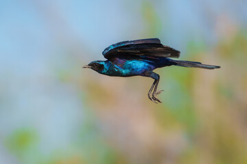 Burchell's starling or Burchell's glossy-starling (Lamprotornis australis) sitting at stake, flying.