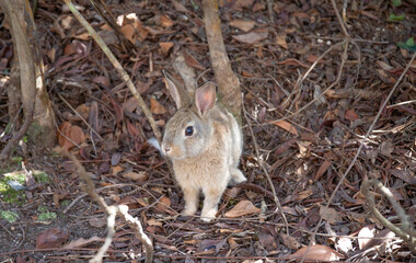 日本の広島にいる大久野島のうさぎ
