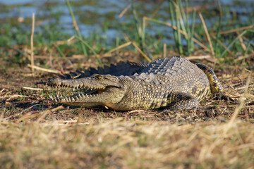 Nile crocodile (Crocodylus niloticus) is a large crocodilian native to freshwater habitats in Africa, where it is present in 26 countries.