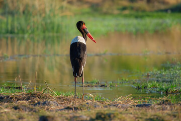 The saddle-billed stork or saddlebill (Ephippiorhynchus senegalensis) is a large wading bird in the...