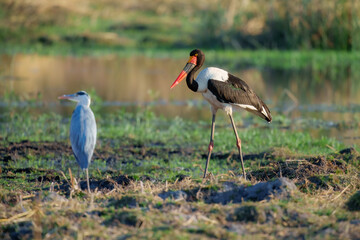 Obraz premium The saddle-billed stork or saddlebill (Ephippiorhynchus senegalensis) is a large wading bird in the stork family, Ciconiidae