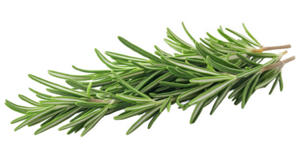 Fresh Rosemary Sprigs