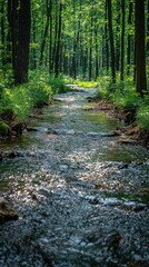 Serene Forest Stream: A Tranquil Escape into Nature's Embrace