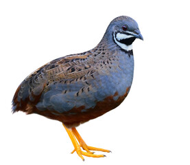 male blue-breasted quail or chinese quail witha details from head to toes isolated on white back ground, most beautiful and rare bird in asia