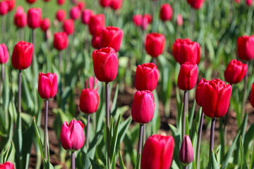 red, purple, pink, tulip, flower, spring, garden, tulips, bloom, field, park, petal, floral, summer, colorful, season, blossom, flowers, flora, macro, bouquet, nature, plant, leaf, beautiful, color, 