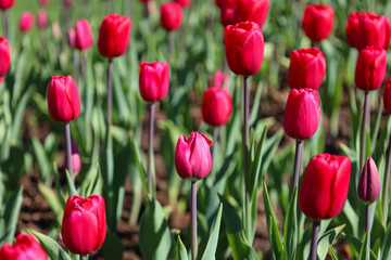 red, purple, pink, tulip, flower, spring, garden, tulips, bloom, field, park, petal, floral, summer, colorful, season, blossom, flowers, flora, macro, bouquet, nature, plant, leaf, beautiful, color, 