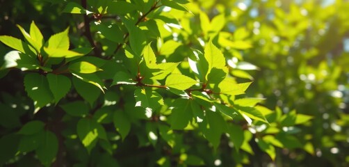 Vibrant green leaves, sunlight dappled, bokeh effect, abstract, growth