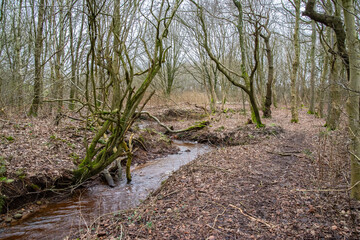Forest Stream Flowing Through Bare Winter Trees
