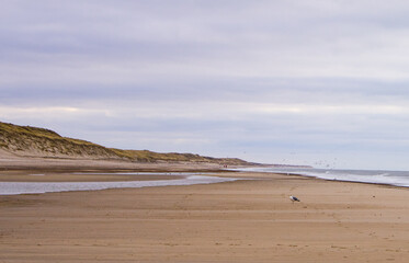 North Sea Shoreline: Windswept Dunes and Tranquil Beach in Denmark