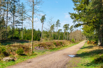 Forest Path Through Woodland with Pine Trees and Blue Sky