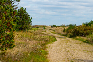 Winding Path Through Natural Landscape in Denmark