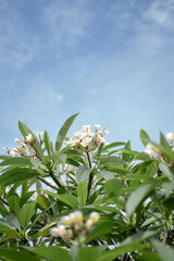 Beautiful Blooming Balinese Frangipani Flower and Blue Sky