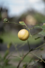 Homegrown Ripe Yellow Lime Lemon 