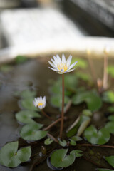 Homegrown Blooming Lotus on Small Pond