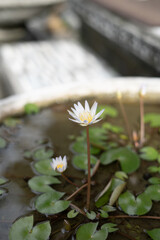 Homegrown Blooming Lotus on Small Pond