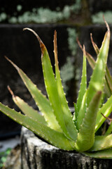 aloe vera plant in garden