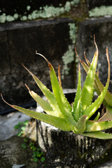 aloe vera plant in pot