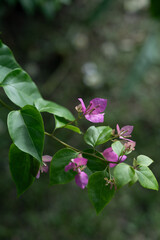 homegrown blossoming bougainvillea plant 