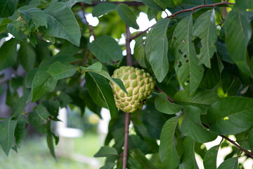 homegrown ripe custard apple 