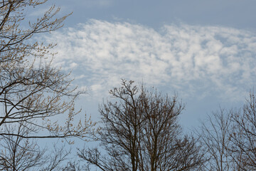 bare tees and clouds on a blue sky