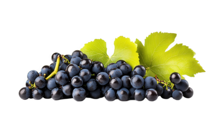 Fresh Dark Purple Grapes with Leaves