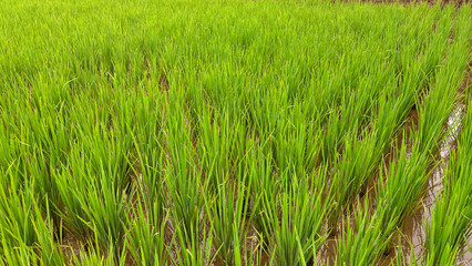 Vibrant Green Rice Field Under the Summer Sun