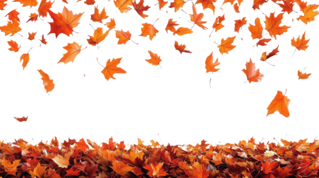 Autumn Leaves Falling on the Ground