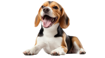 beagle on white background