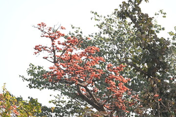 Butea monosperma flowers. It is a  species of Butea native. It is used for timber, resin, fodder, medicine, and dye. Its other names flame of the forest, and bastard teak. Orange Palas flower.
