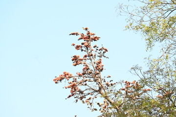 Butea monosperma flowers. It is a  species of Butea native. It is used for timber, resin, fodder, medicine, and dye. Its other names flame of the forest, and bastard teak. Orange Palas flower.
